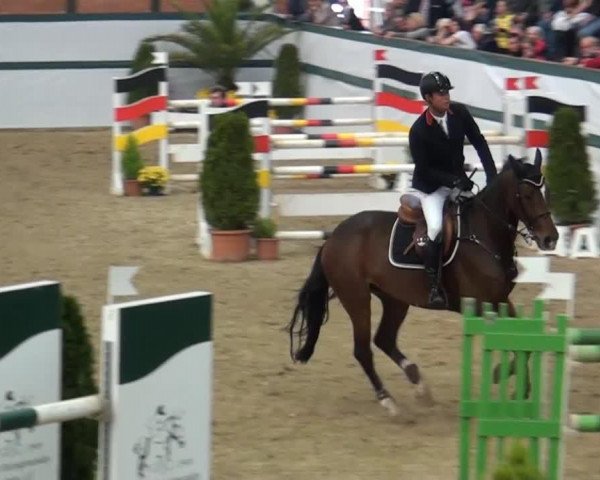 jumper Samurai (German Sport Horse, 2008, from Skyman)