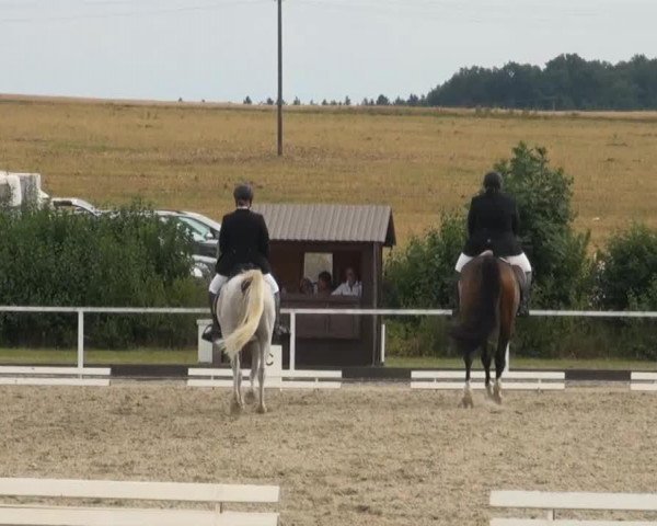 dressage horse Jhamiel El Fhasir (unknown, 2002)