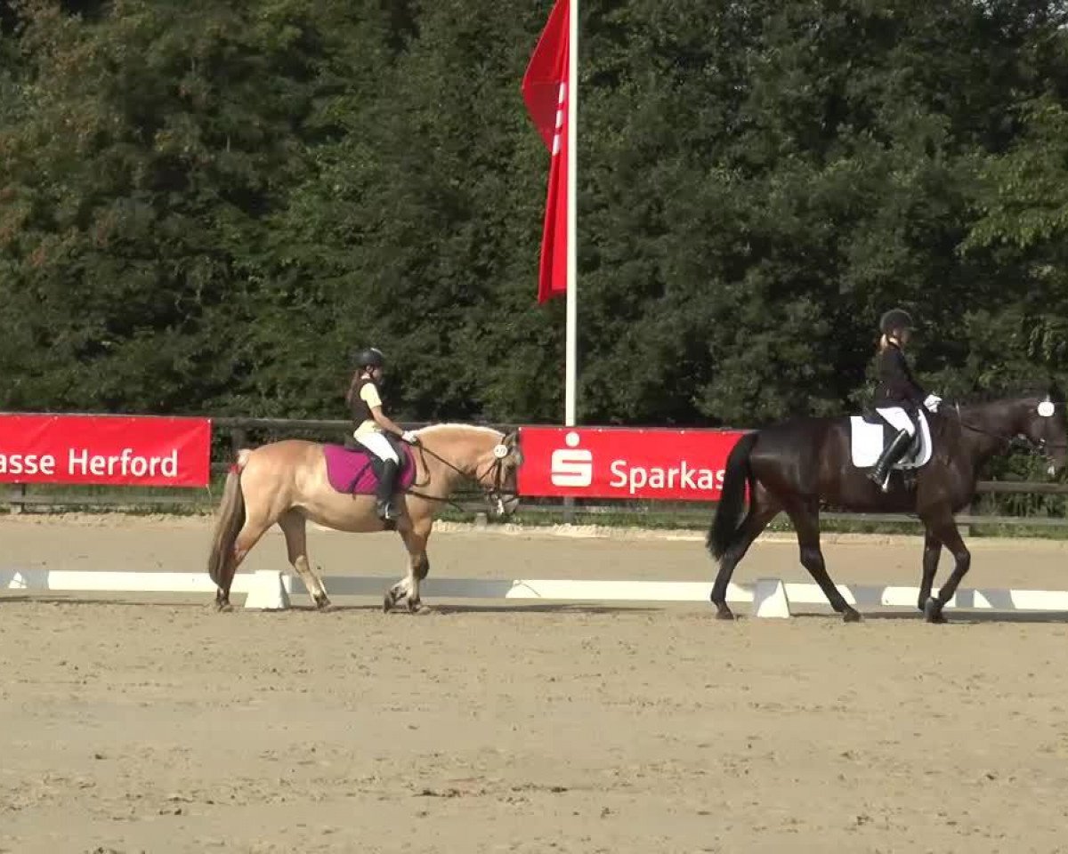 Dressurpferd Rieke 122 (unbekannt, 1999)