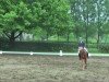 dressage horse Finocchio (Hanoverian, 2009, from Fürst Nymphenburg)