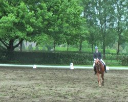 dressage horse Finocchio (Hanoverian, 2009, from Fürst Nymphenburg)