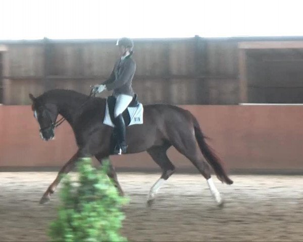 dressage horse St. Diego (Hanoverian, 2008, from St. Moritz)