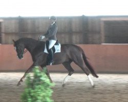 dressage horse St. Diego (Hanoverian, 2008, from St. Moritz)