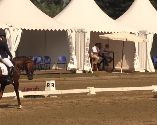 dressage horse Ehrhoff (Westphalian, 2009, from Estobar NRW)