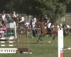 jumper Quiety (Hanoverian, 2006, from Quite Capitol)