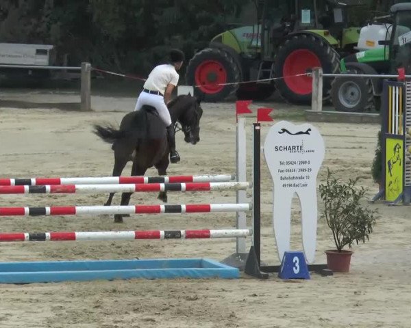 jumper Conveni's Such Is Life (Hanoverian, 2007, from Stolzenberg)