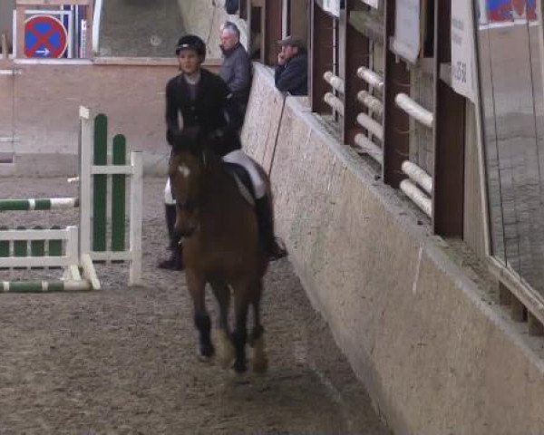 dressage horse La Amistad 2 (Hanoverian, 2007, from Ludwig von Bayern 168 FIN)