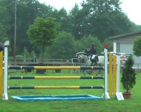 jumper Cloverleaf (Holsteiner, 2007, from Corrado II)