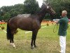 broodmare Demirella (Rhinelander, 2009, from Don Romantic)