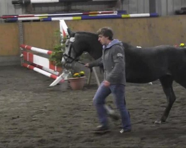 horse FS Minden 19 (German Riding Pony, 2009, from Narrator)