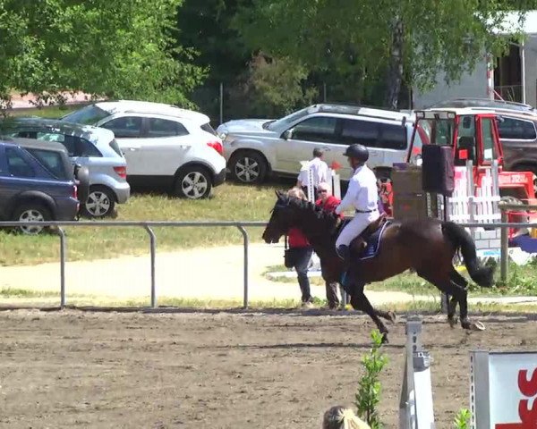 Springpferd Chique 2 (KWPN (Niederländisches Warmblut), 2007, von Crawford)