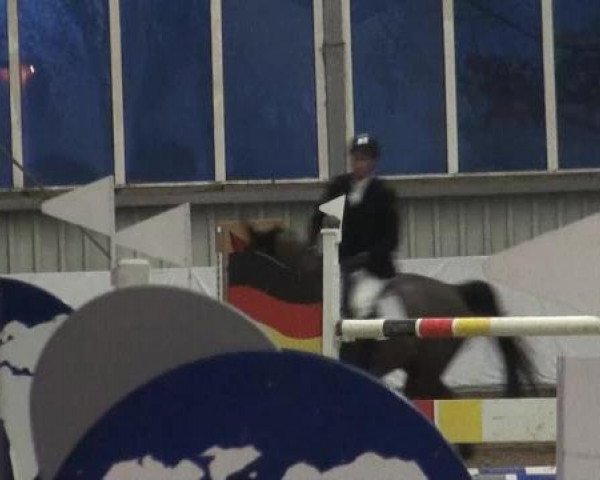 jumper Dissy Dancer (Belgian Warmblood,  )