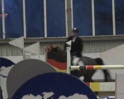 Springpferd Dissy Dancer (Belgisches Warmblut,  )