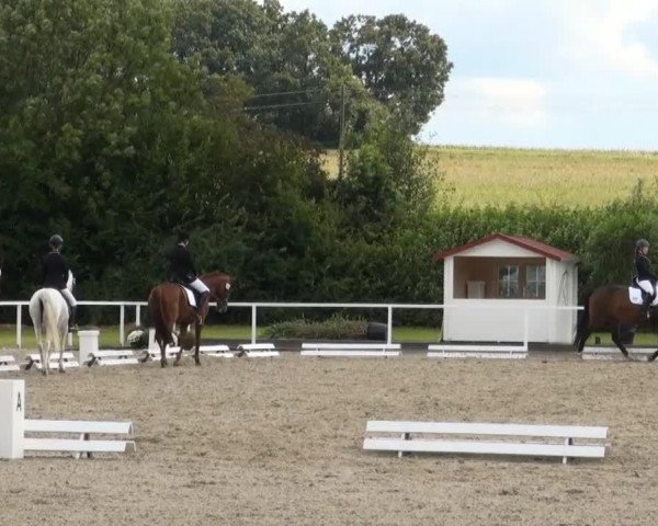 dressage horse Sissi (Dutch Pony, 1992)