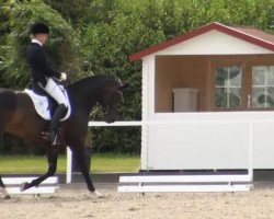 dressage horse Sala Salina (Westphalian, 2008, from Samba Hit III)