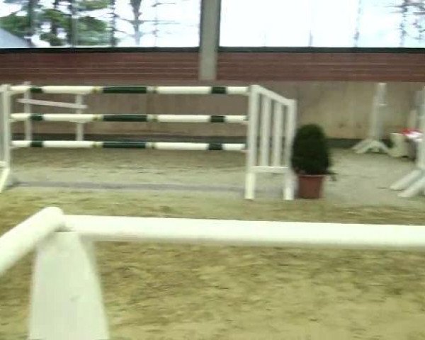 Springpferd FS Heiden 14 (Westfale, 2009, von Diarado)