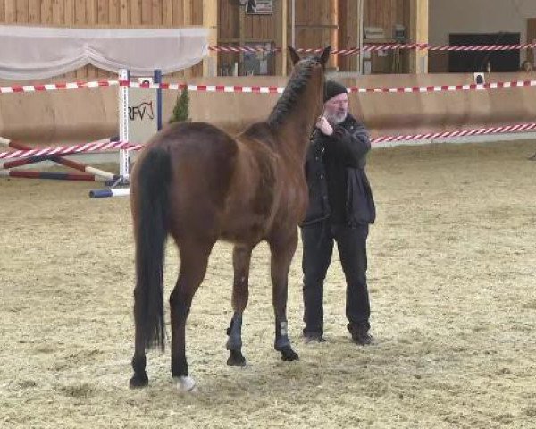 broodmare Luna (Württemberger, 2010, from Lavaletto)