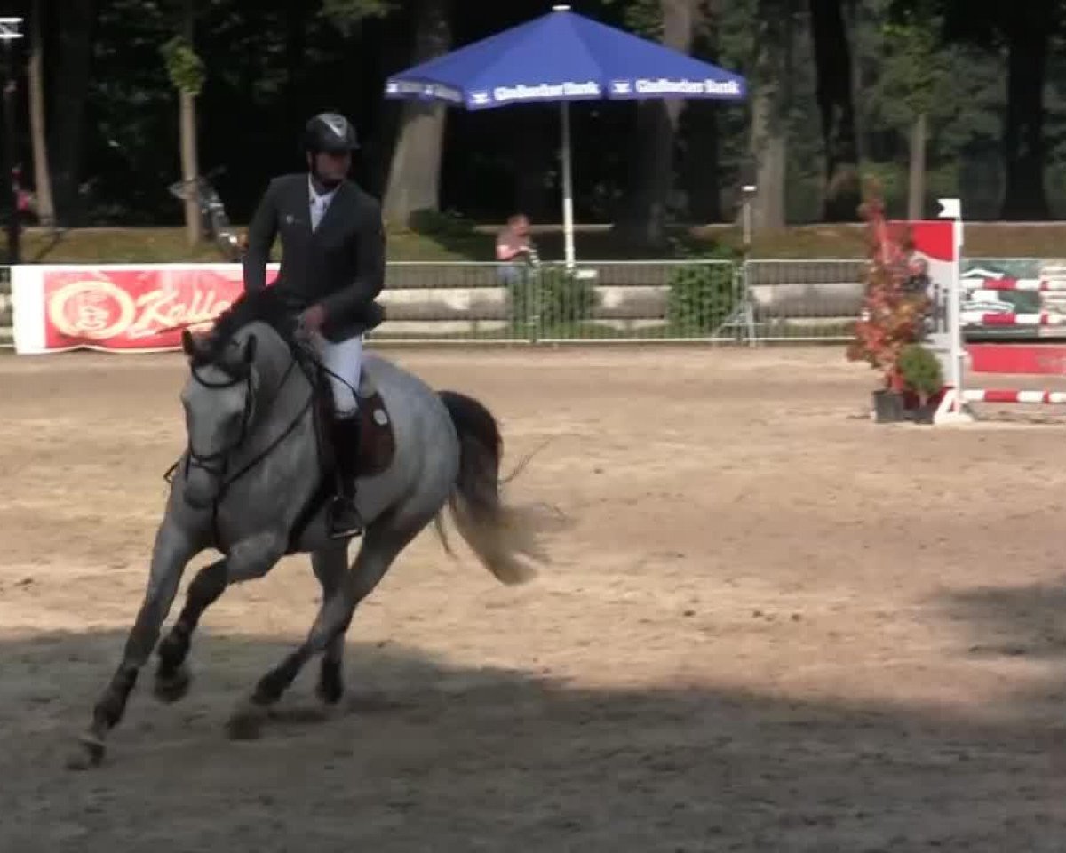 jumper Camelot 120 (Holsteiner, 2008, from Calido I)