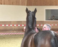 dressage horse Foxana 2 (Oldenburg, 2006, from Farewell III)