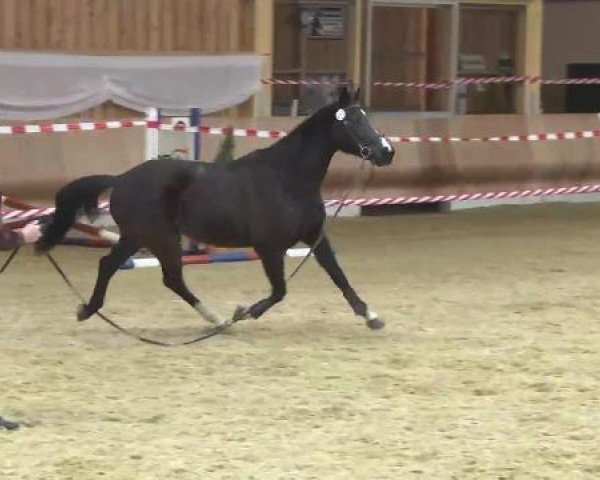 horse FS Schwendi 12 (German Warmblood,  , from Caprioland)