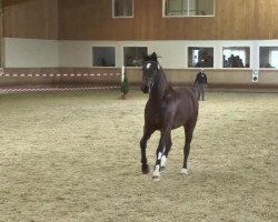 dressage horse Leander L (Württemberger, 2007, from Loving Dancer)