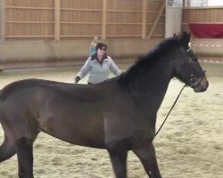 dressage horse Vinni (German Warmblood, 2007, from Daddy Cool)