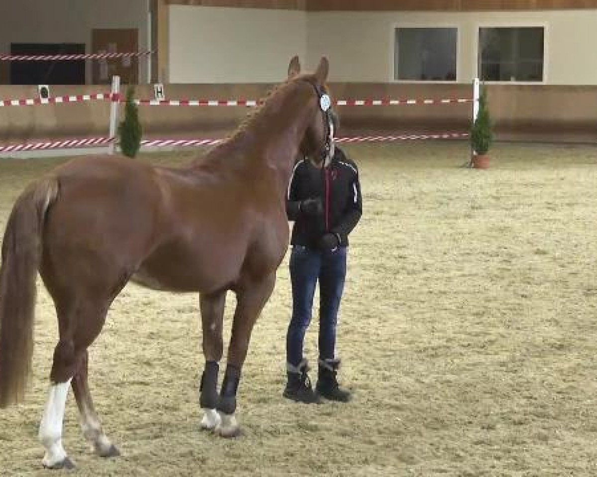 Springpferd Chicco-Latino (Württemberger, 2007, von Catwalk IV)
