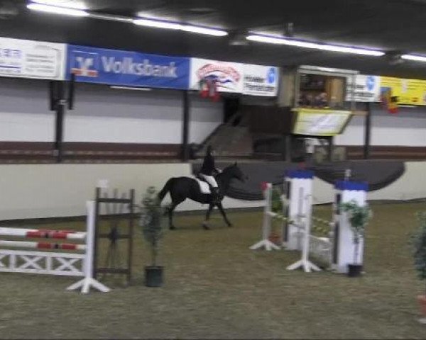 broodmare Cassillja (Oldenburg show jumper, 2008, from Cormint)