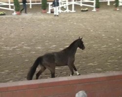 dressage horse Mr. Perfect 4 (German Riding Pony, 2009, from Mariano)