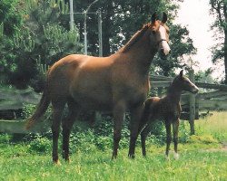 broodmare Wenke (Hanoverian, 1982, from Wangenheim)