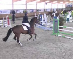 jumper Clara K. (Oldenburg show jumper, 2008, from Calico 8)