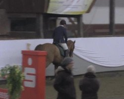 broodmare Giulietta 16 (Hanoverian, 2008, from Ginsberg)