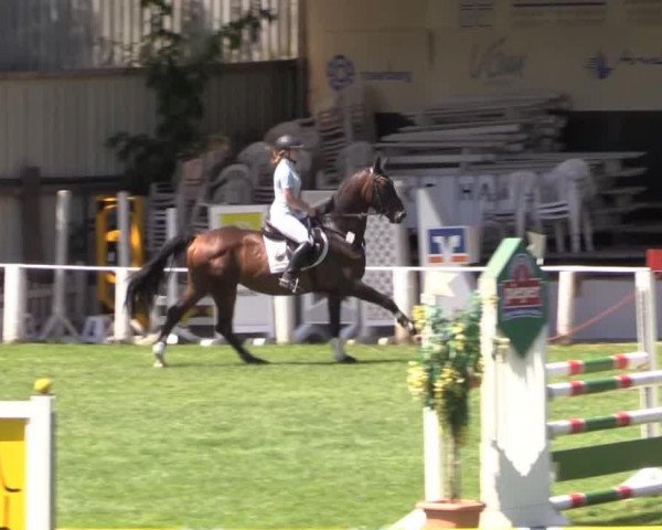 jumper Staccus (Hanoverian, 2009, from Stakkato)