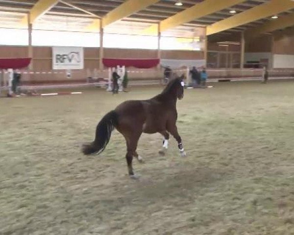 Pferd Mar O Polo (Deutsches Reitpony, 2000, von Don Johnson)