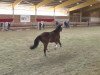 horse Mar O Polo (German Riding Pony, 2000, from Don Johnson)