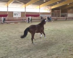 Pferd Mar O Polo (Deutsches Reitpony, 2000, von Don Johnson)