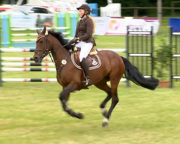 jumper Bavanta (KWPN (Royal Dutch Sporthorse), 2006, from Tygo)