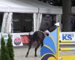 jumper Casilo 2 (Oldenburg show jumper, 2007, from Calvaro Z)