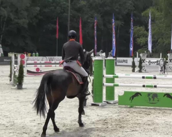 jumper Ninletto (Oldenburg show jumper, 2008, from Nintender)