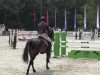 jumper Ninletto (Oldenburg show jumper, 2008, from Nintender)