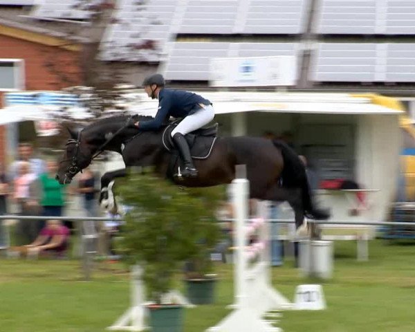 jumper Quality de Revel (Oldenburg, 2008, from Quality 9)