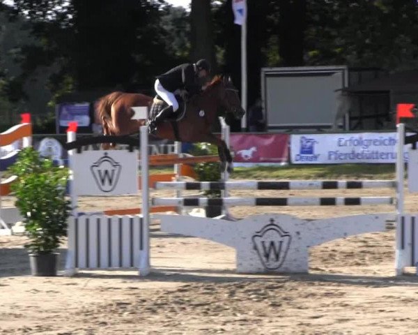 jumper Neo Lord (Polish Warmblood,  )