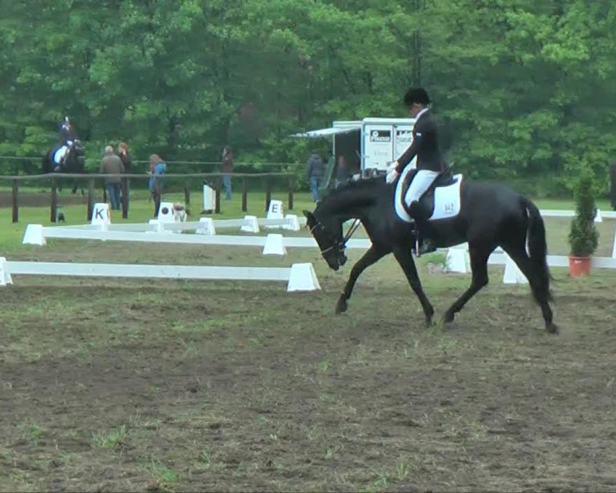 dressage horse Piana de la Luna 3 (German Riding Pony, 2008, from Plaisier)