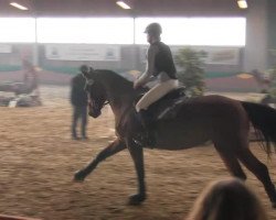 jumper Con Esperanza (Hanoverian, 2009, from Cardenio)