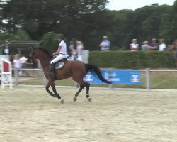 broodmare Aphrodite vd Ruitershoeve (Belgian Warmblood, 2000, from Orlando van de Heffinck)