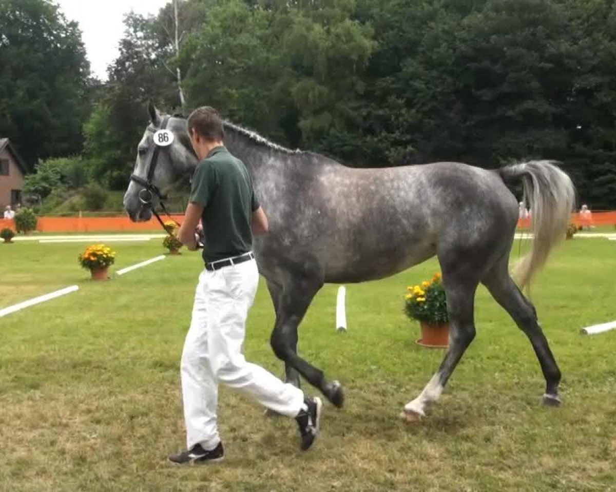 jumper Catch me if you can (Holsteiner, 2009, from Cassus 2)