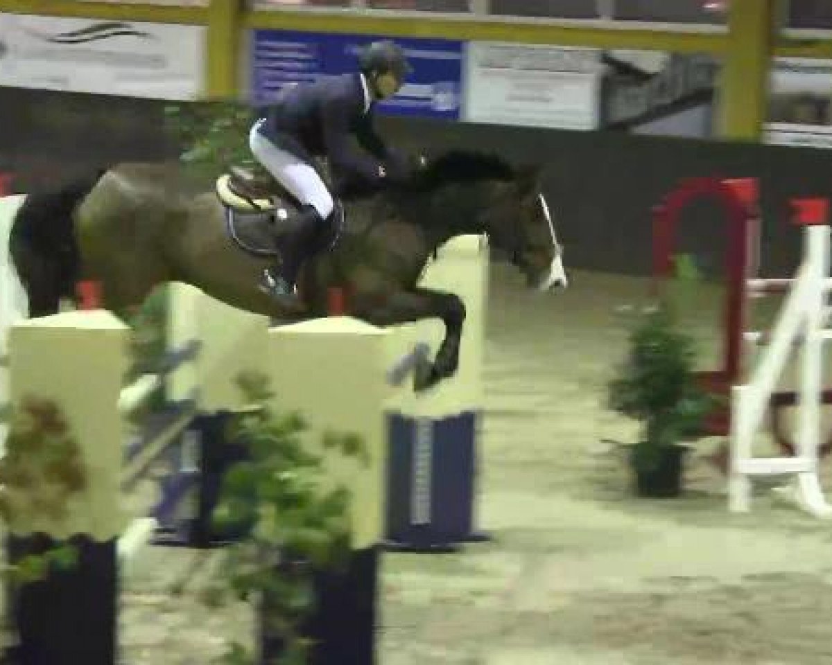 jumper Lando du Soufflet CH (Swiss Warmblood, 2003, from Landjuweel St Hubert)