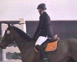 jumper Remax du Pommier CH (Swiss Warmblood, 2006, from Royal Z I)