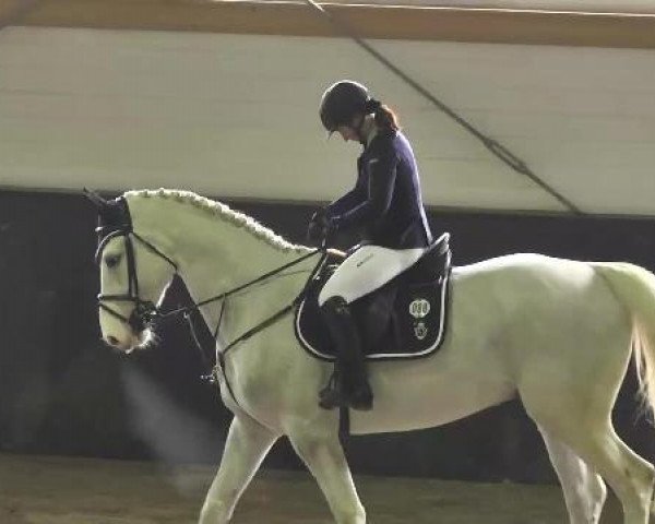 jumper Cool as Ice 2 (KWPN (Royal Dutch Sporthorse), 2007)