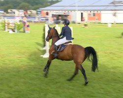 jumper La Ballerina (Zangersheide riding horse, 2007, from Tailormade Lawito)